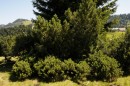 Latsche - Pinus mugo ssp. pumilio * 1159 x 769 * (409KB)